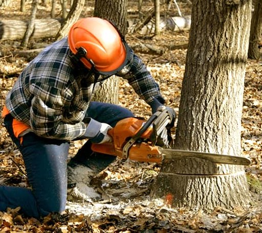 Tree Removal in Marietta, GA